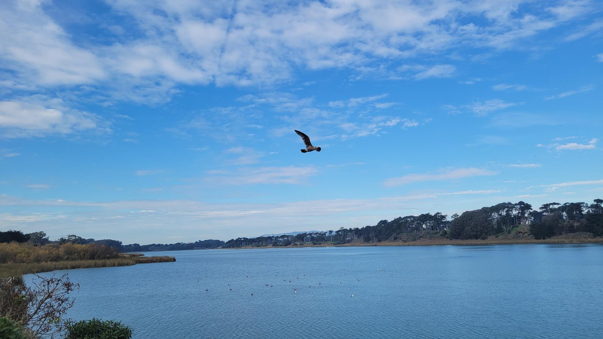 A bird flies over a calm lake with distant trees under a partly cloudy sky.