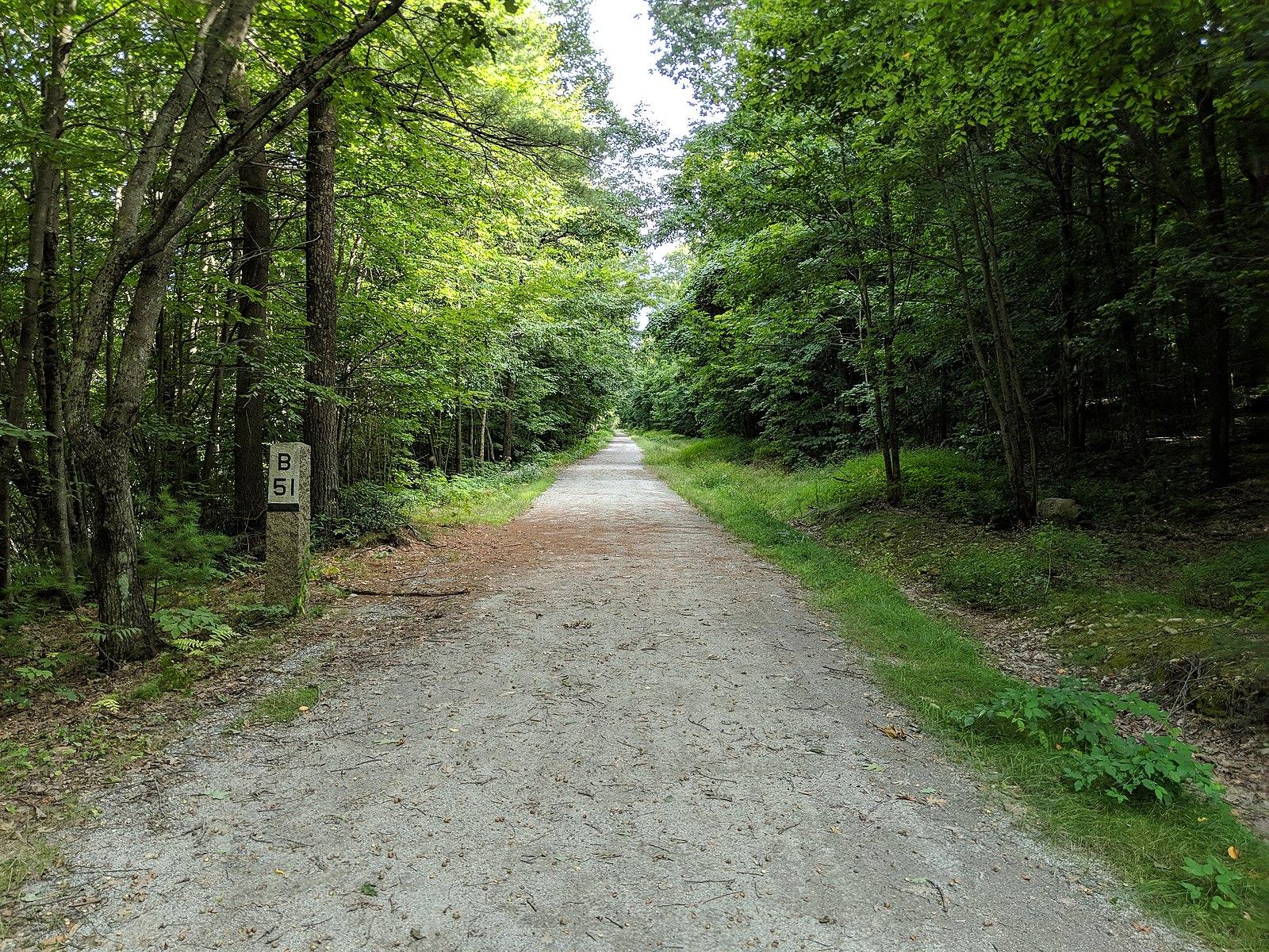 Straight dirt path through a dense green forest on a bright day.