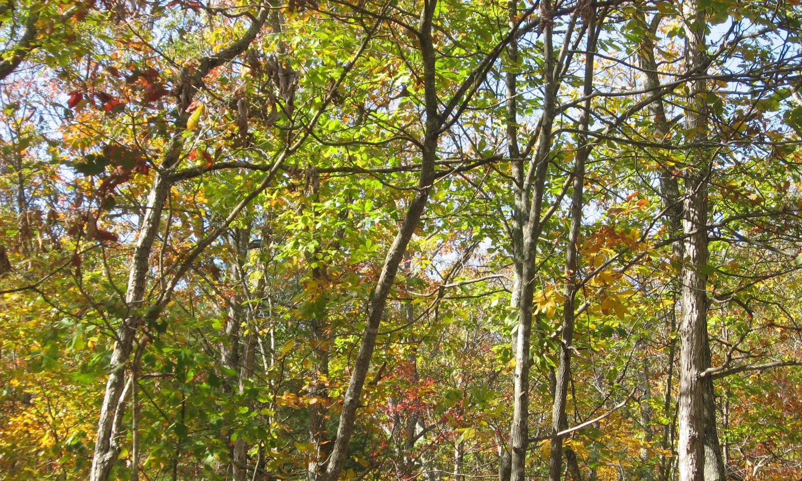 Forest trees with green and autumn leaves under bright daylight.