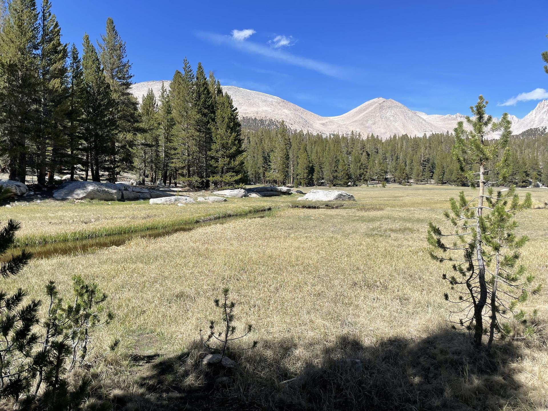 Sunny meadow with a stream, surrounded by pine trees and distant mountains.