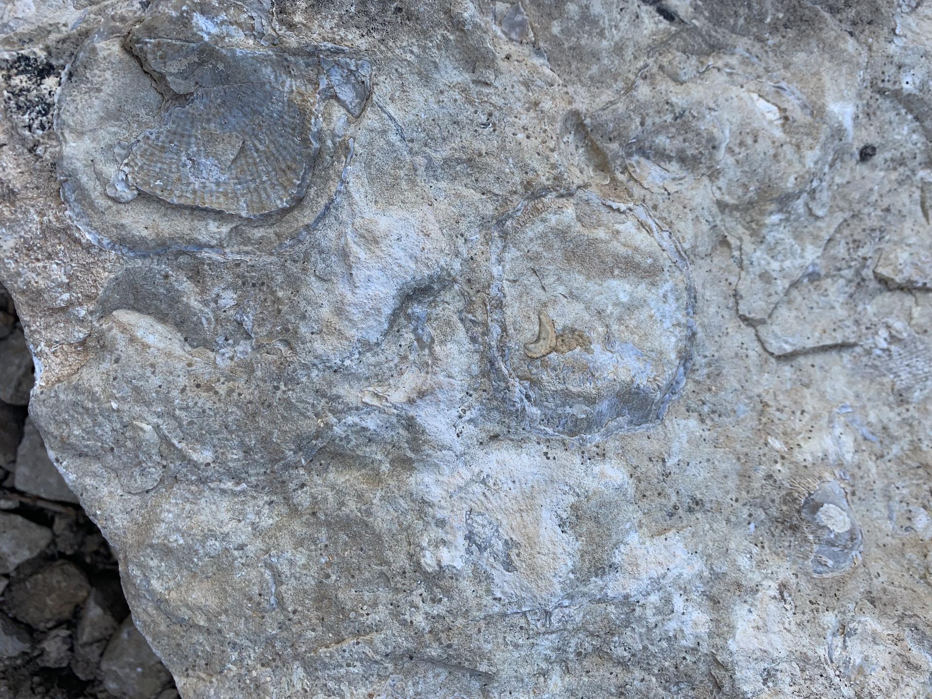 Close-up of ancient shell fossils embedded in a textured gray rock.