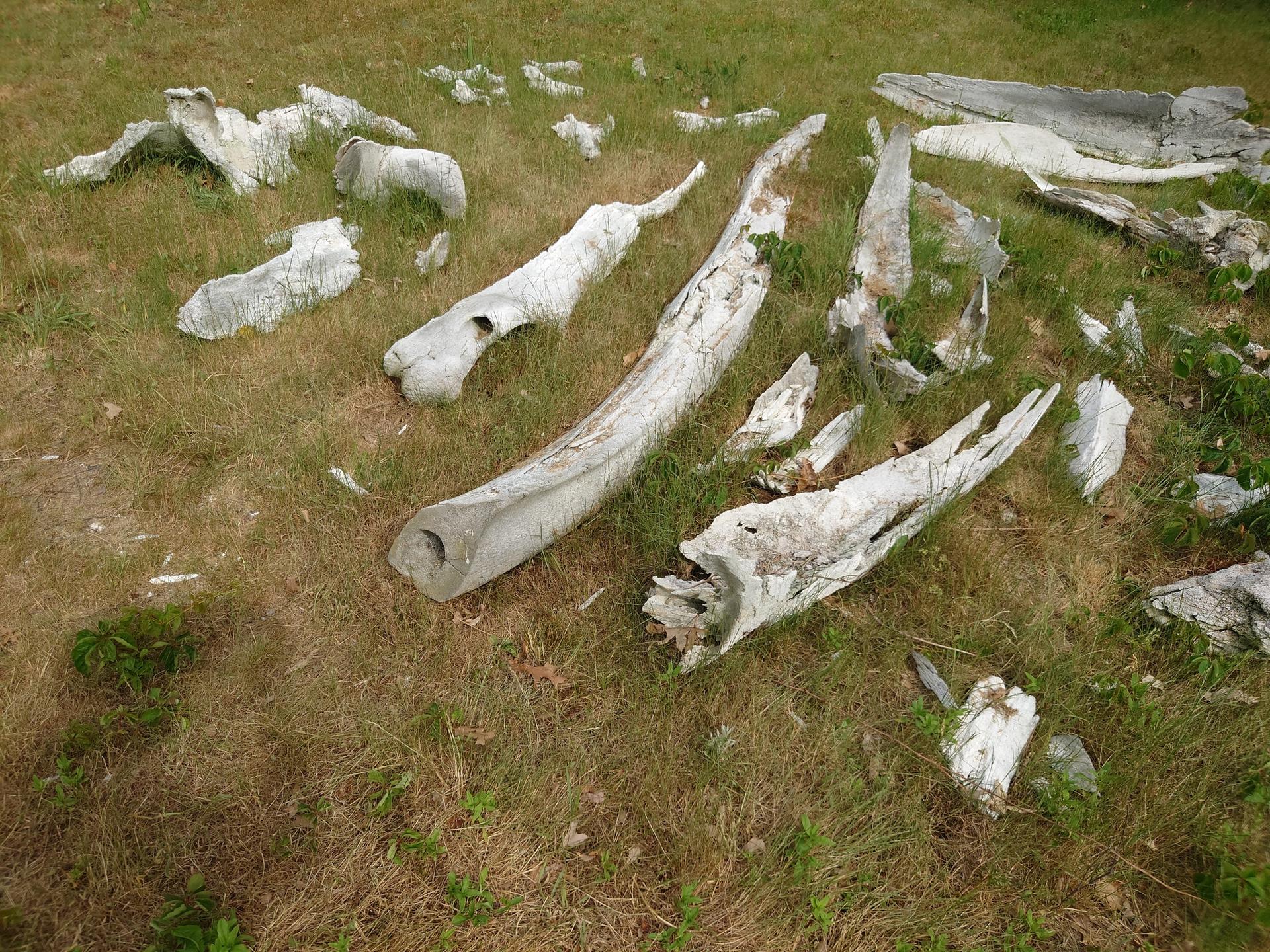 Large, bleached animal bones scattered across dry, sparse green grass.