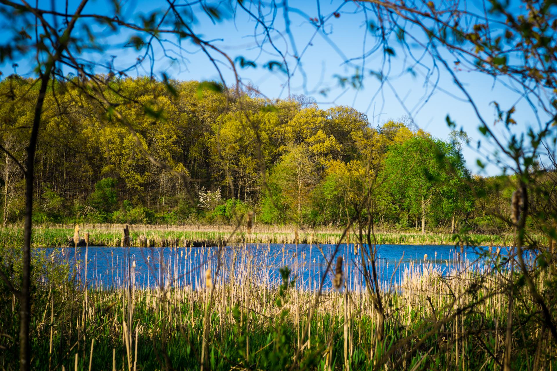 A serene pond with tall reeds, framed by trees and a green forest.