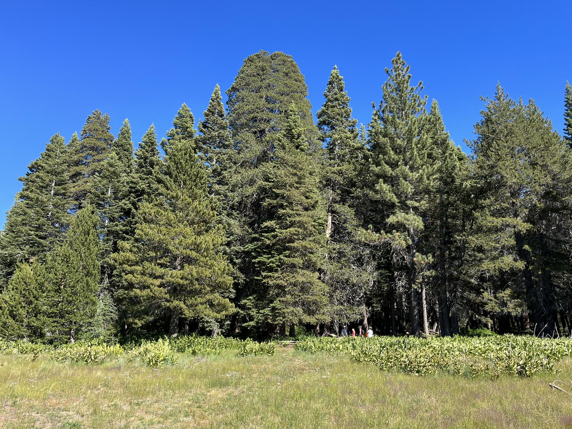Dense pine forest with a grassy foreground under a clear blue sky.