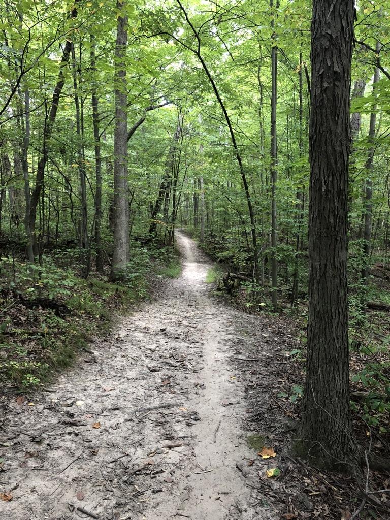 A shaded dirt path through a lush green forest with tall trees.
