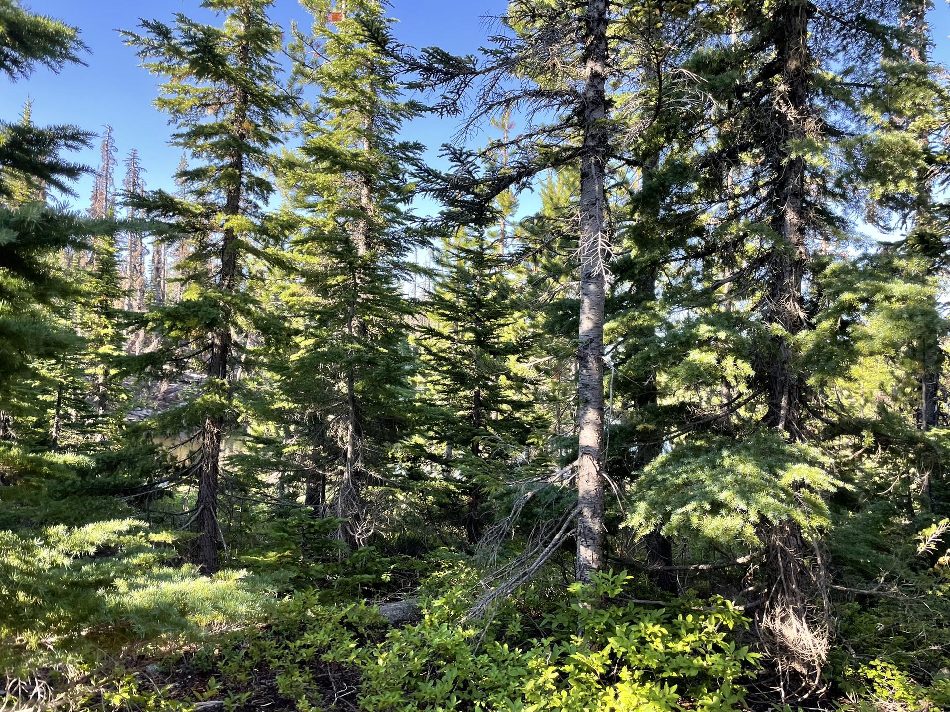 Dense evergreen forest with tall trees and lush green undergrowth in sunlight.