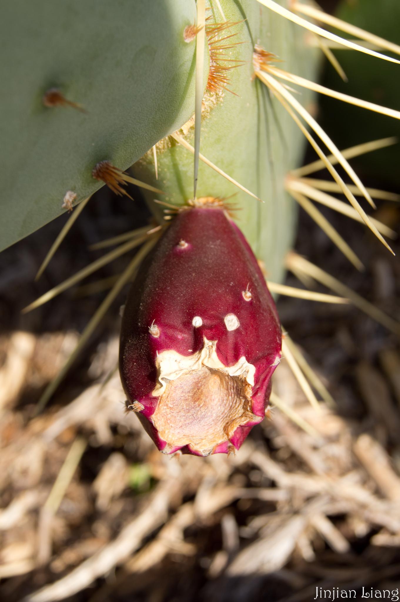 Close-up of a red prickly pear fruit with spines on a cactus.