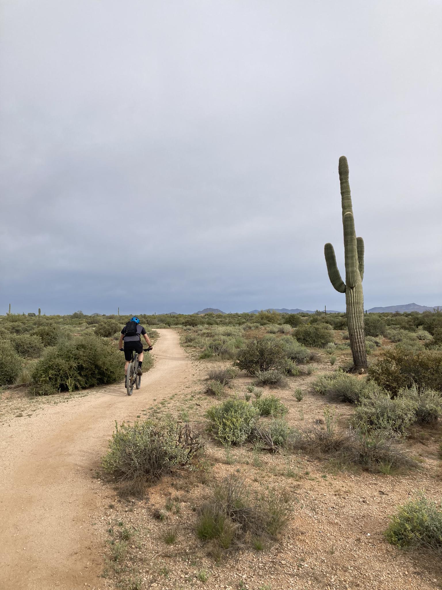Cyclist on a desert dirt path under an overcast sky, large cactus nearby.