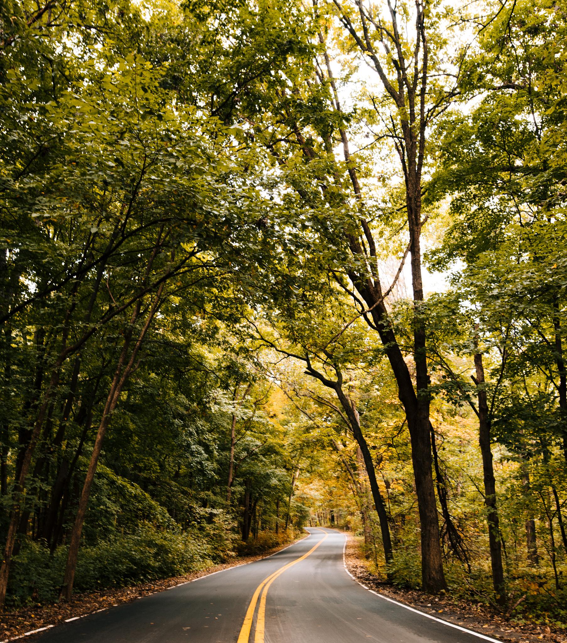 Curved paved road with yellow lines through a vibrant green and yellow forest.