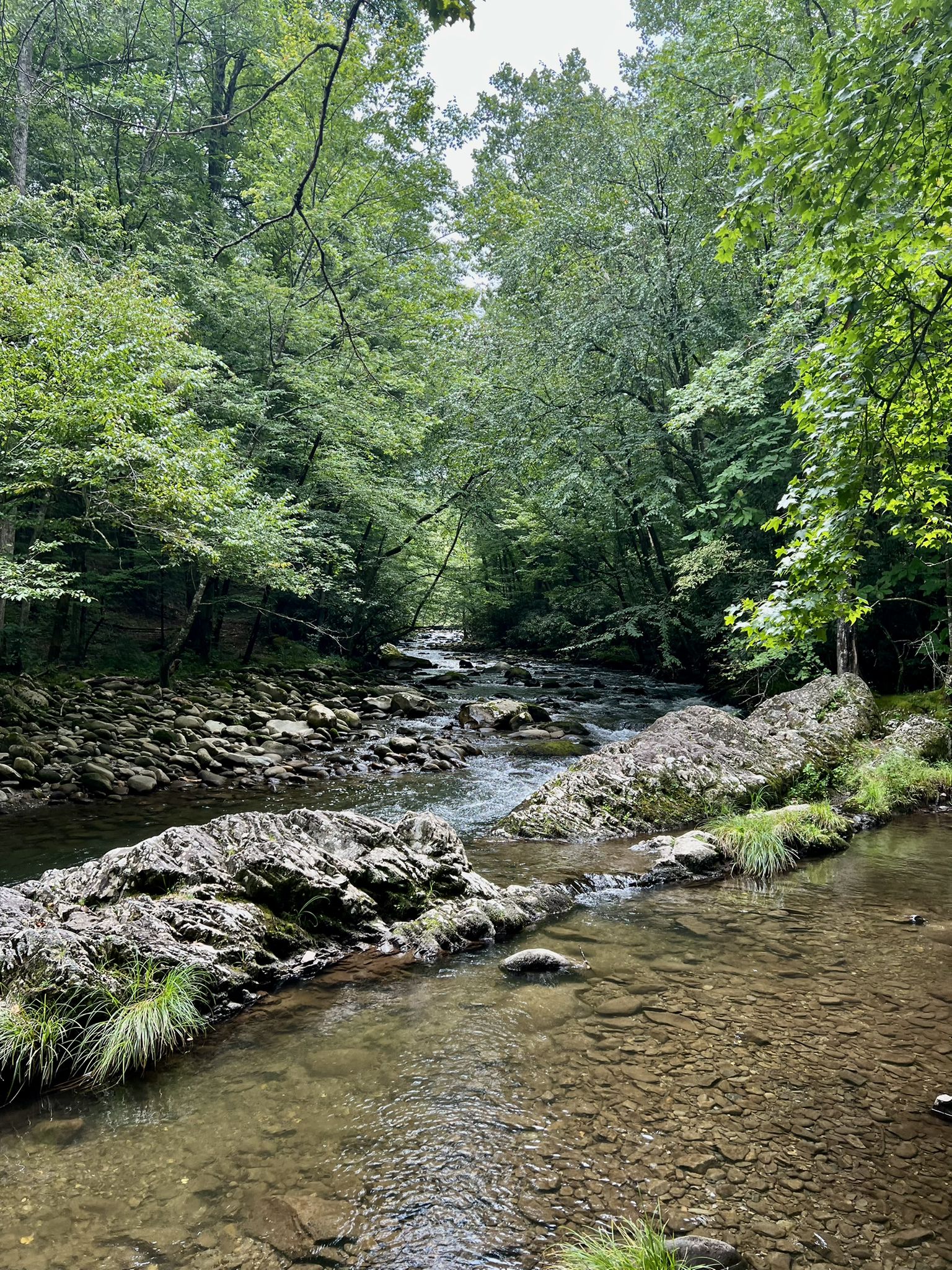 Clear stream flowing over rocks through a vibrant green forest. - Gatlinburg Trail