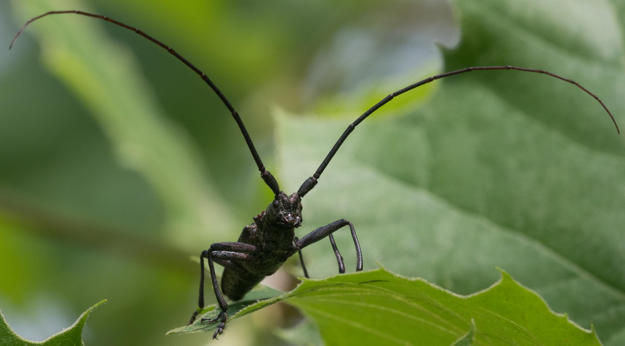 Close-up of a black beetle with long antennae on a green leaf.