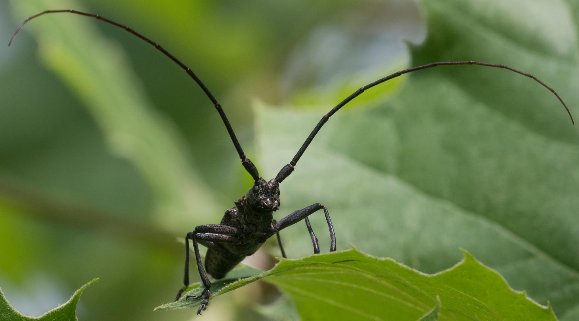 Close-up of a black beetle with long antennae on a green leaf.
