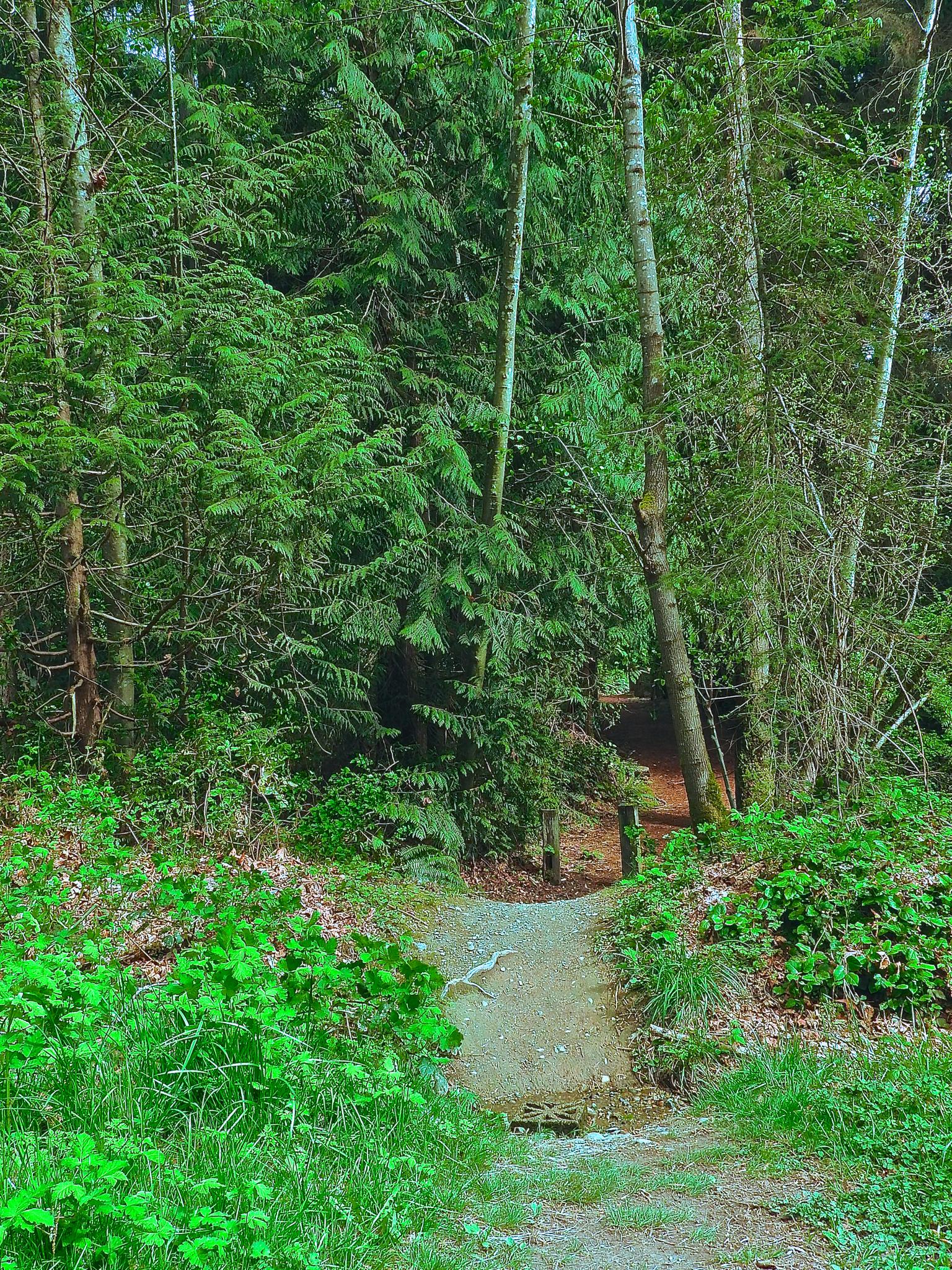 A narrow dirt path leads into a lush, dense green forest with dappled light.