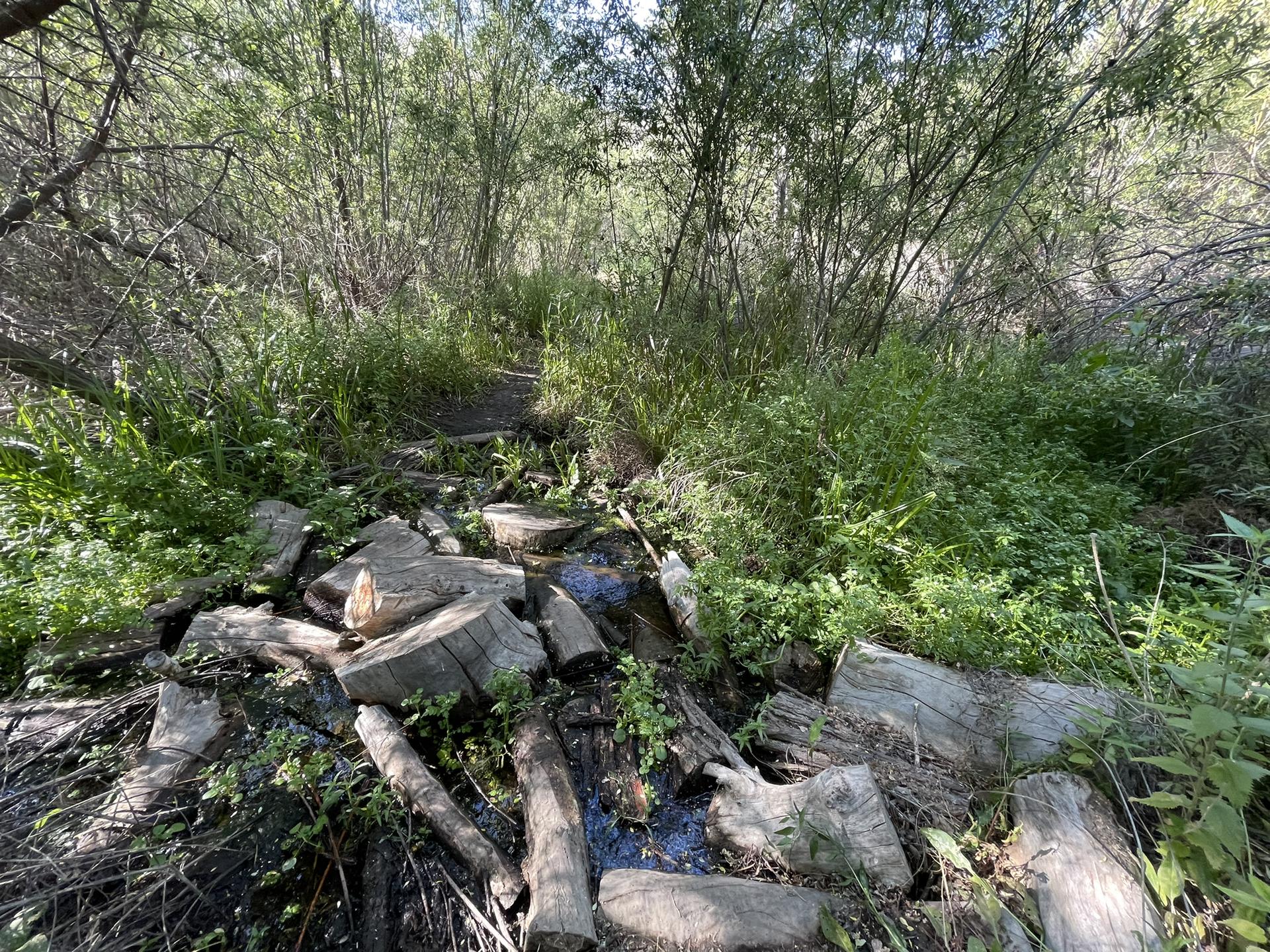 A small stream flowing over logs and rocks through lush green vegetation.