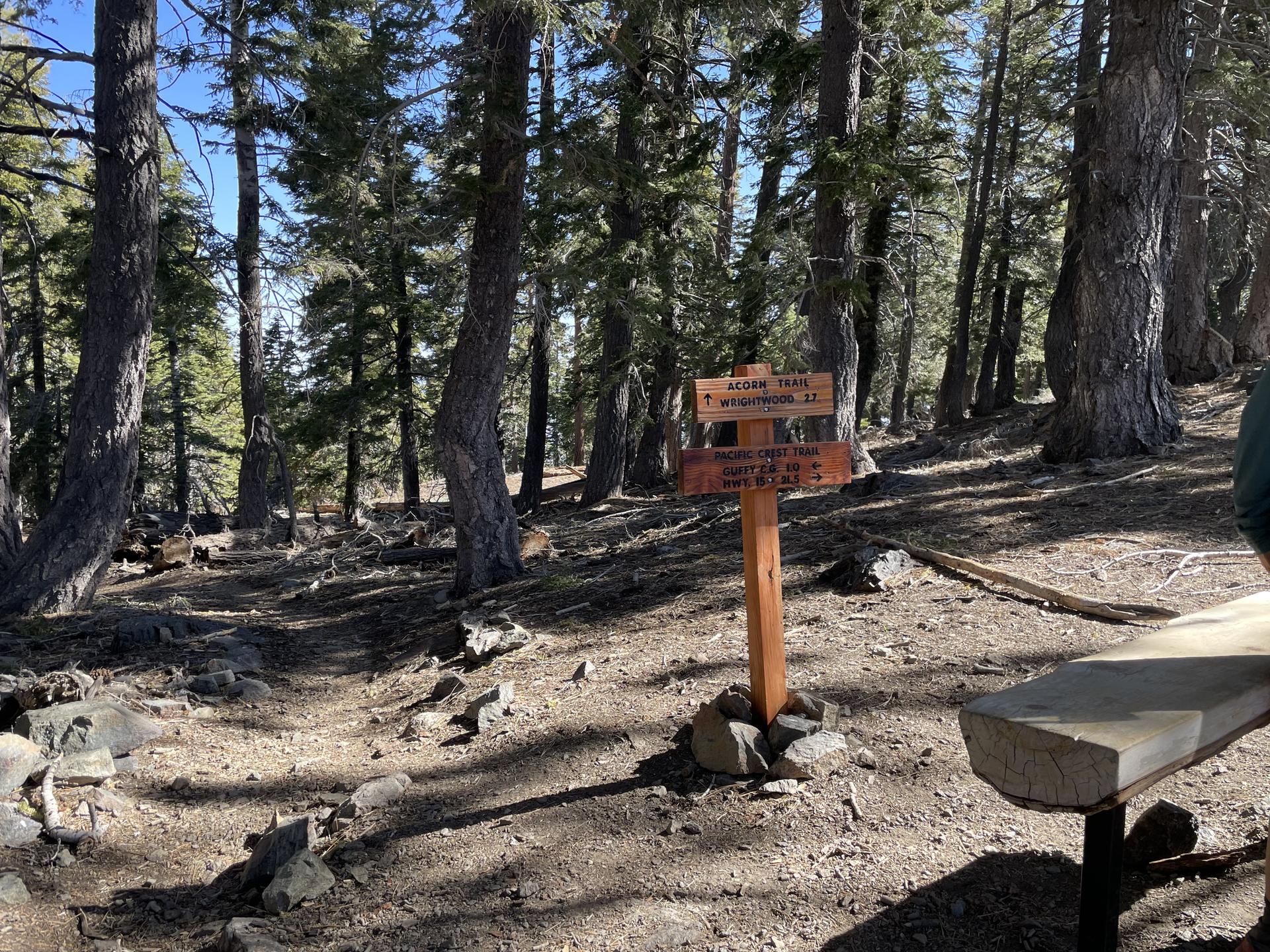 Wooden trail sign and bench in a sunlit pine forest.
