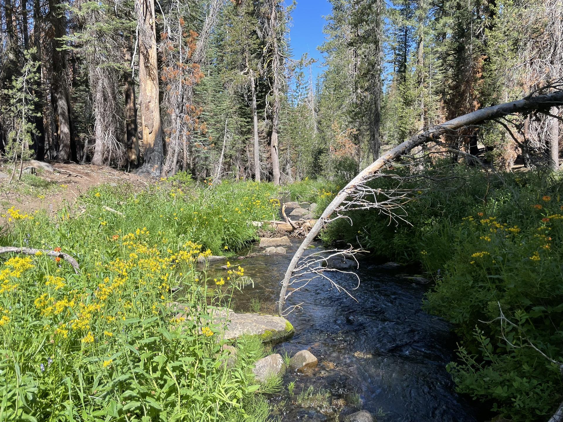 Small stream flowing through a lush green forest with yellow wildflowers.