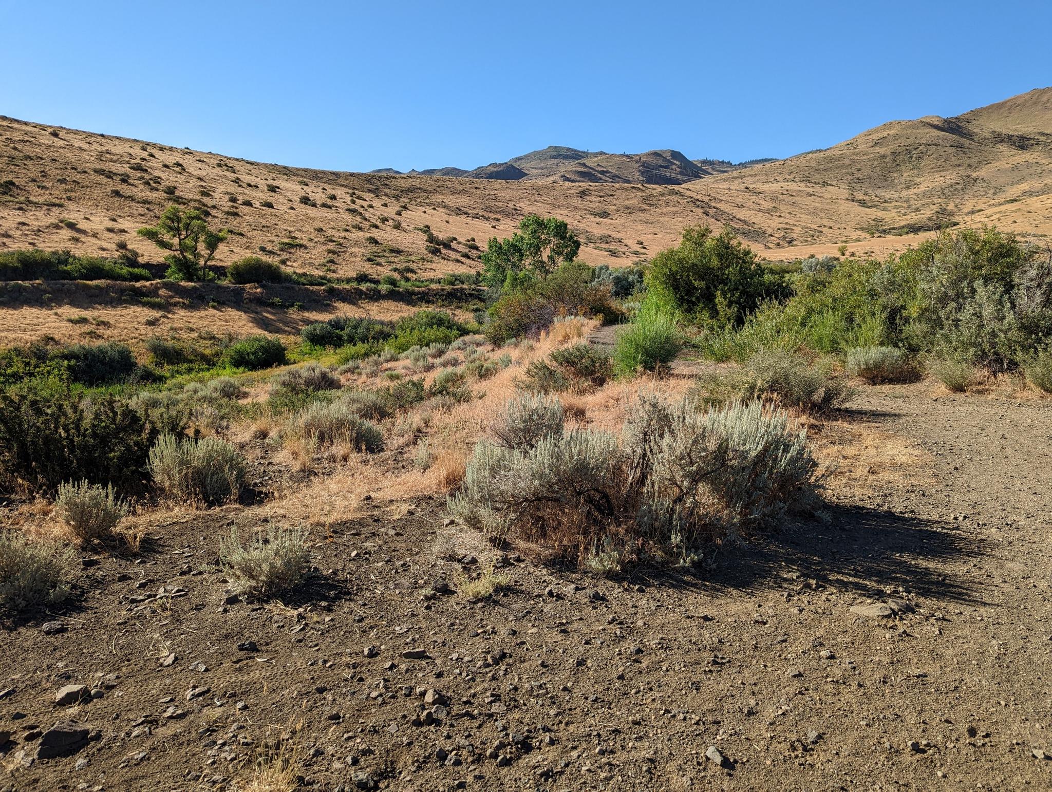 Sunny, arid landscape with rolling hills, dry grass, and sparse green bushes.