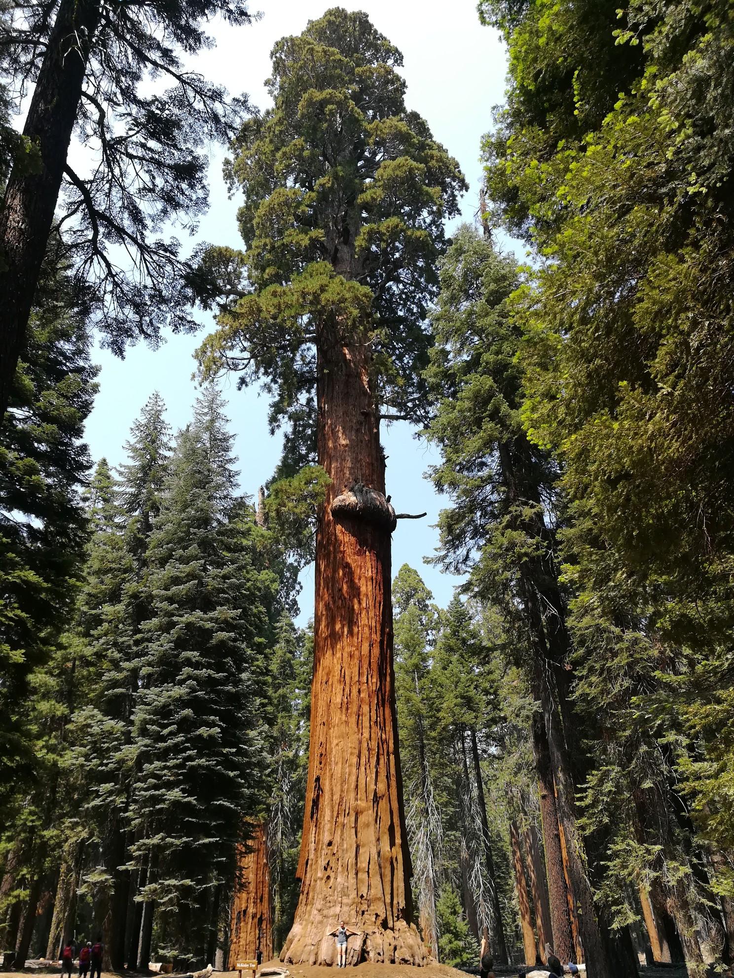 A very tall, reddish-brown tree towering over a sunny forest.