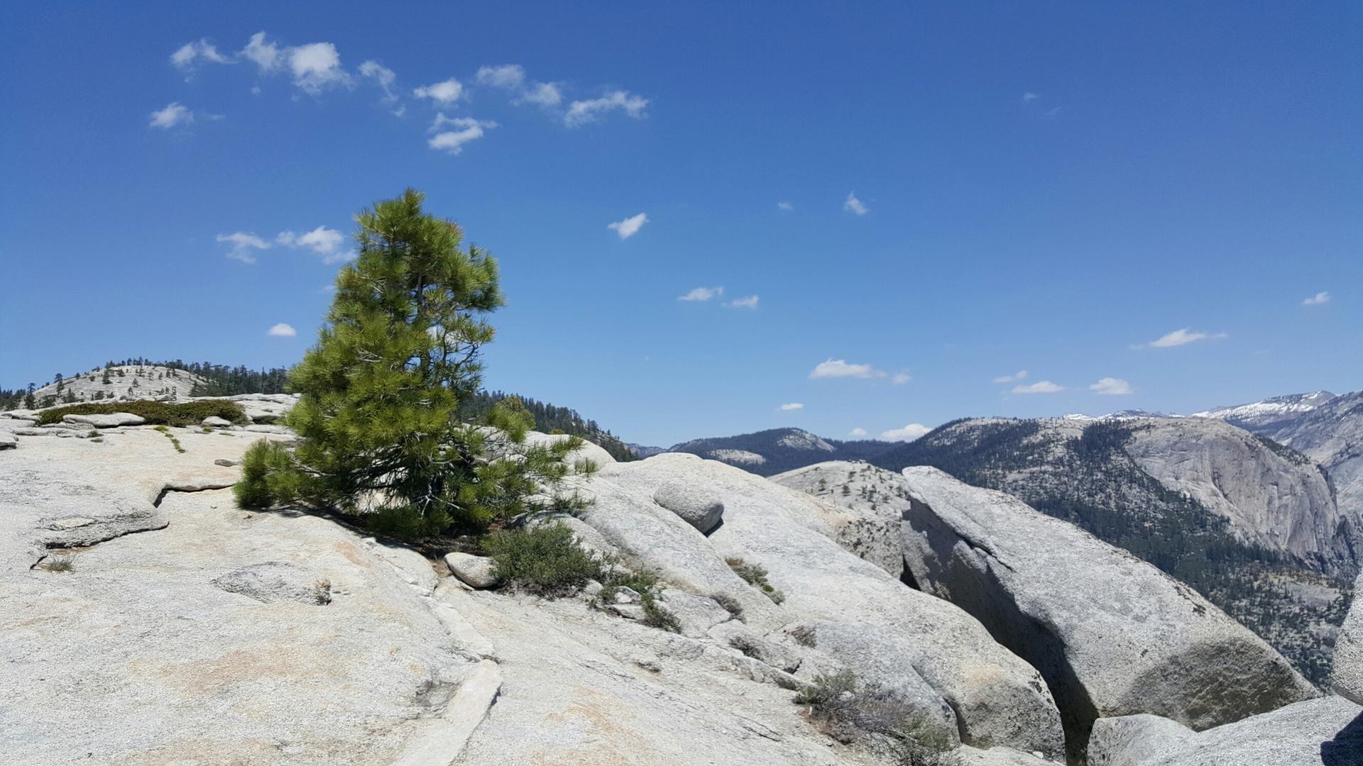 Small pine tree on a rocky outcrop overlooking distant mountains, clear sky.