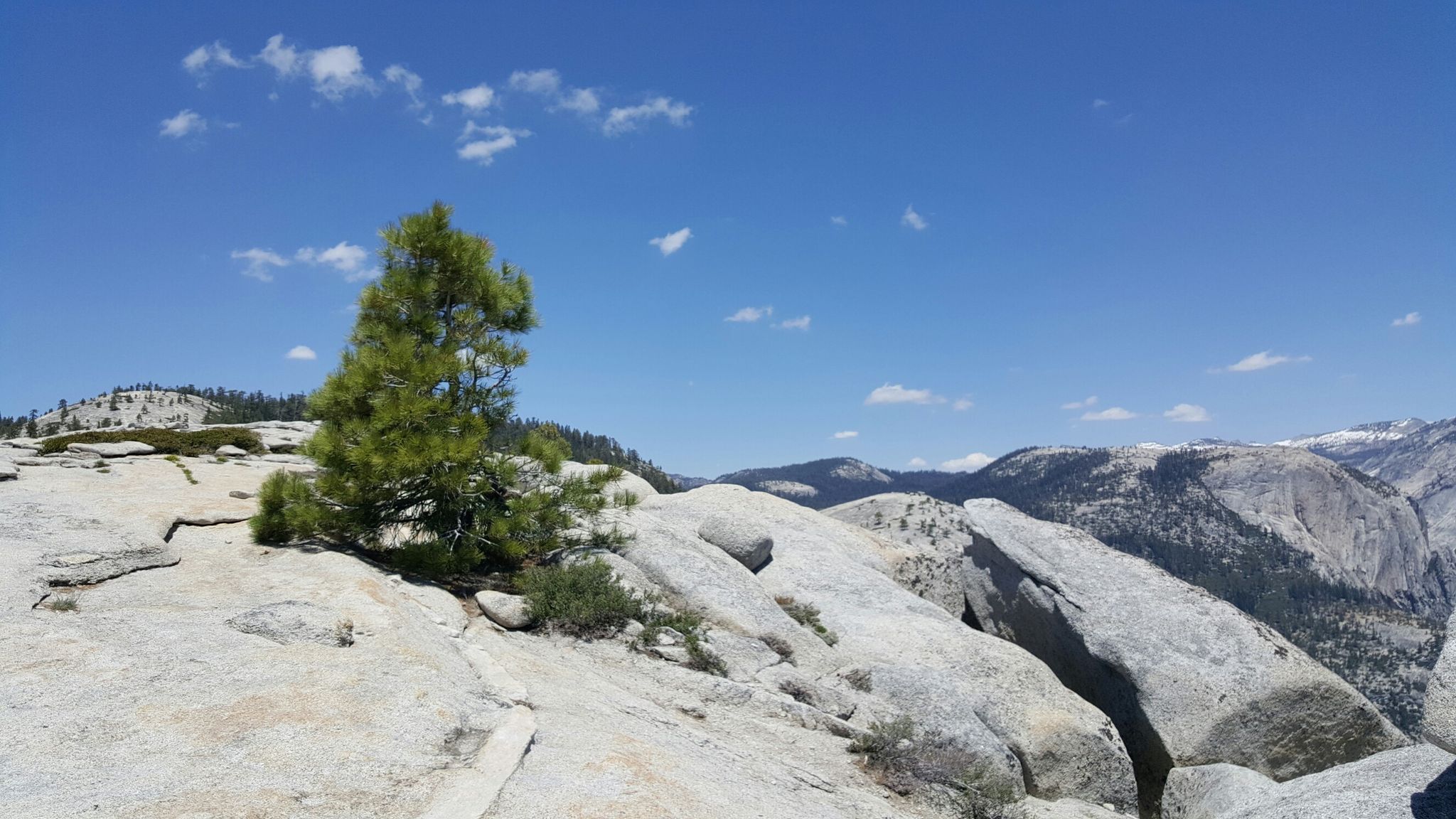 Small pine tree on a rocky outcrop overlooking distant mountains, clear sky. - North Dome Trail