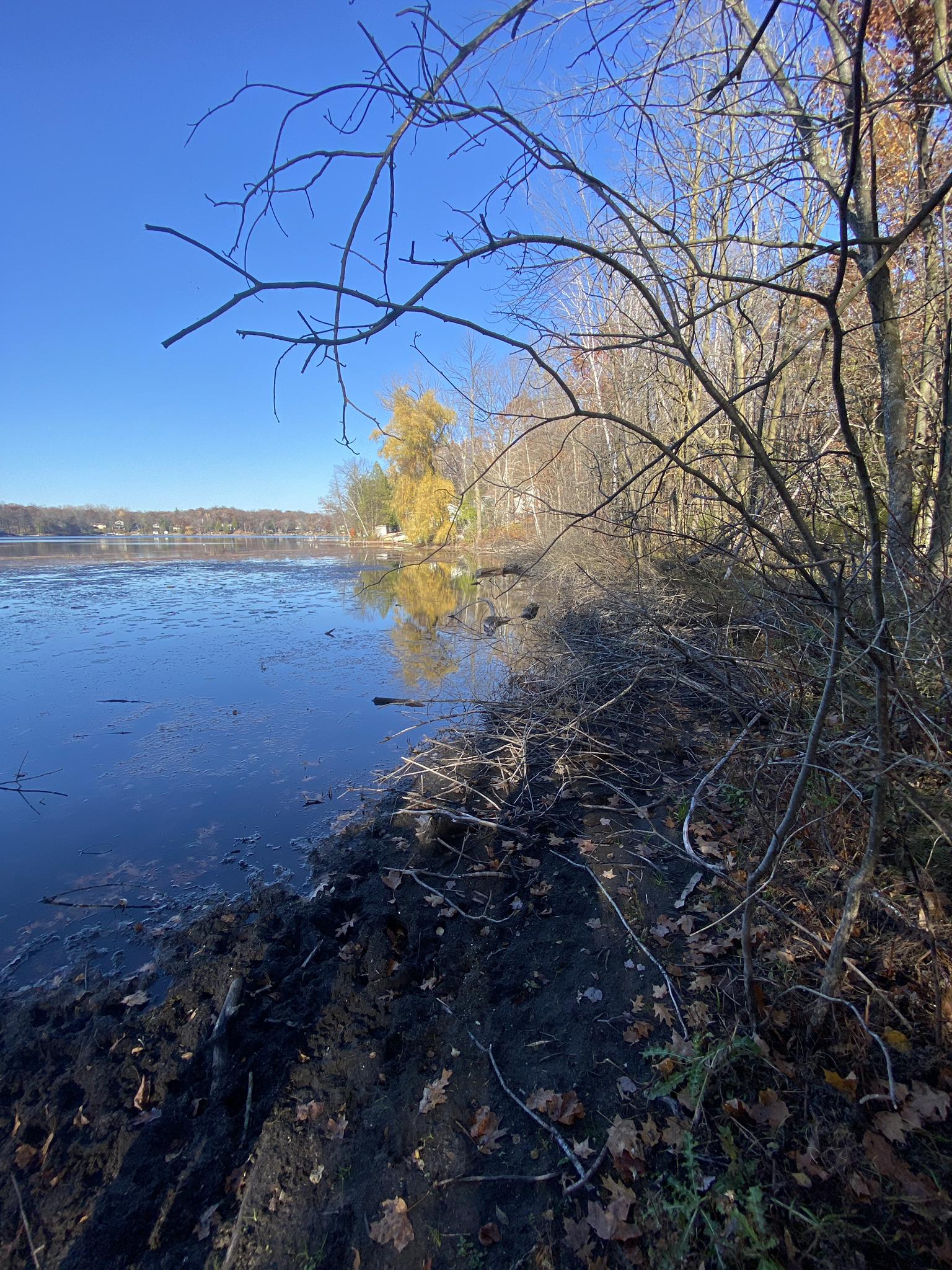Sunny lake shore with bare branches and reflections on calm water.