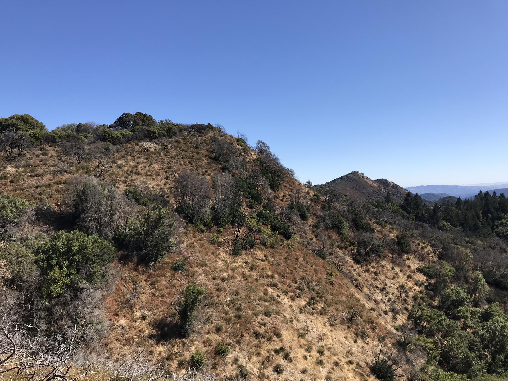 Sunny view of dry, brushy hills with scattered trees under a clear blue sky.