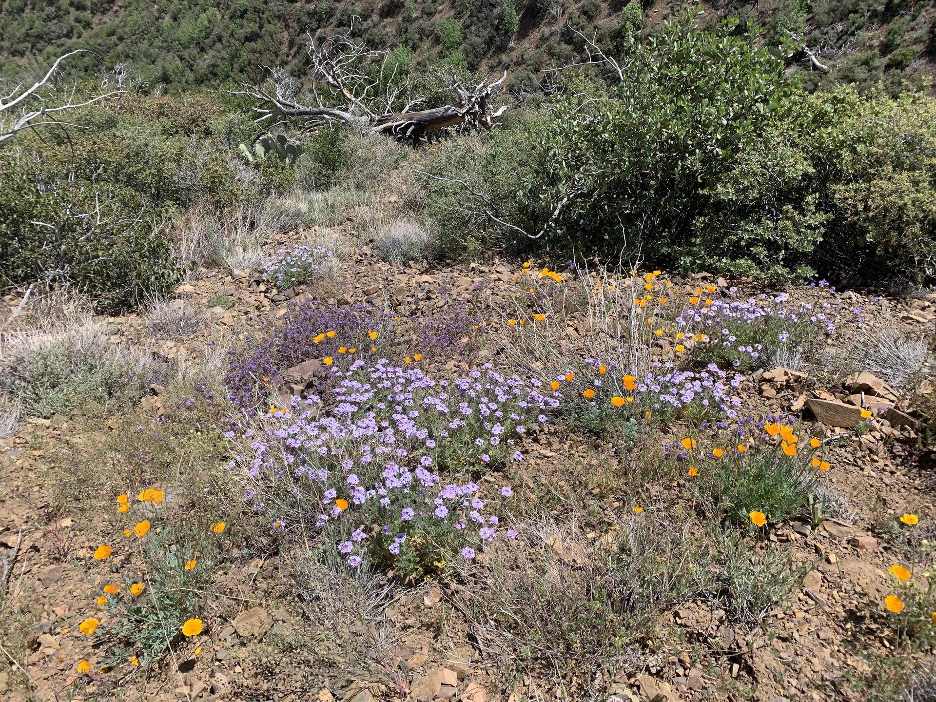 Colorful purple and orange wildflowers bloom on a rocky, sunlit hillside with sparse vegetation.