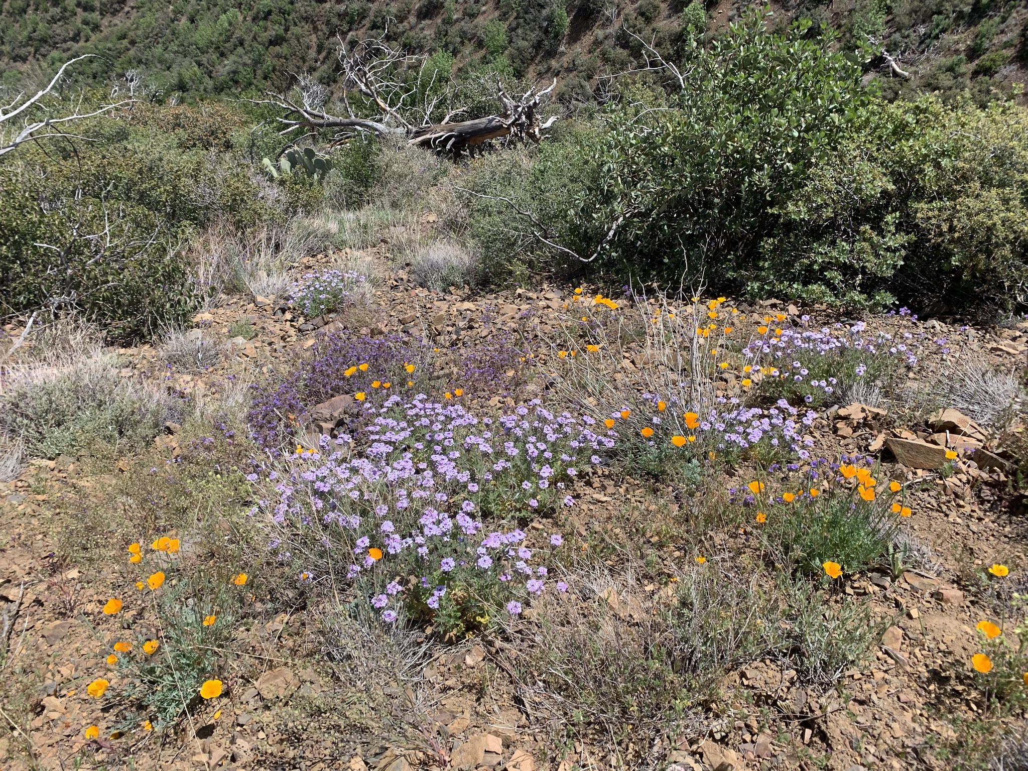 Colorful purple and orange wildflowers bloom on a rocky, sunlit hillside with sparse vegetation. - Mount Thomas via Ramona Trail