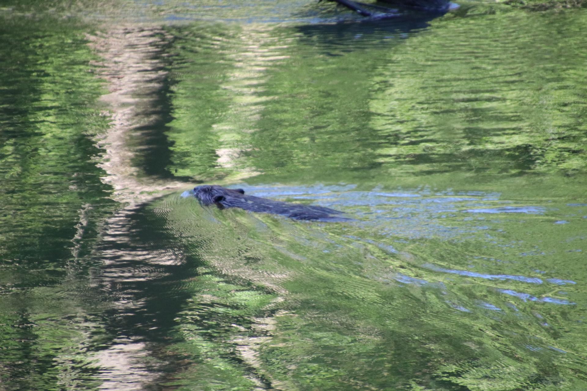 A dark animal swims through green, reflective water, creating ripples.