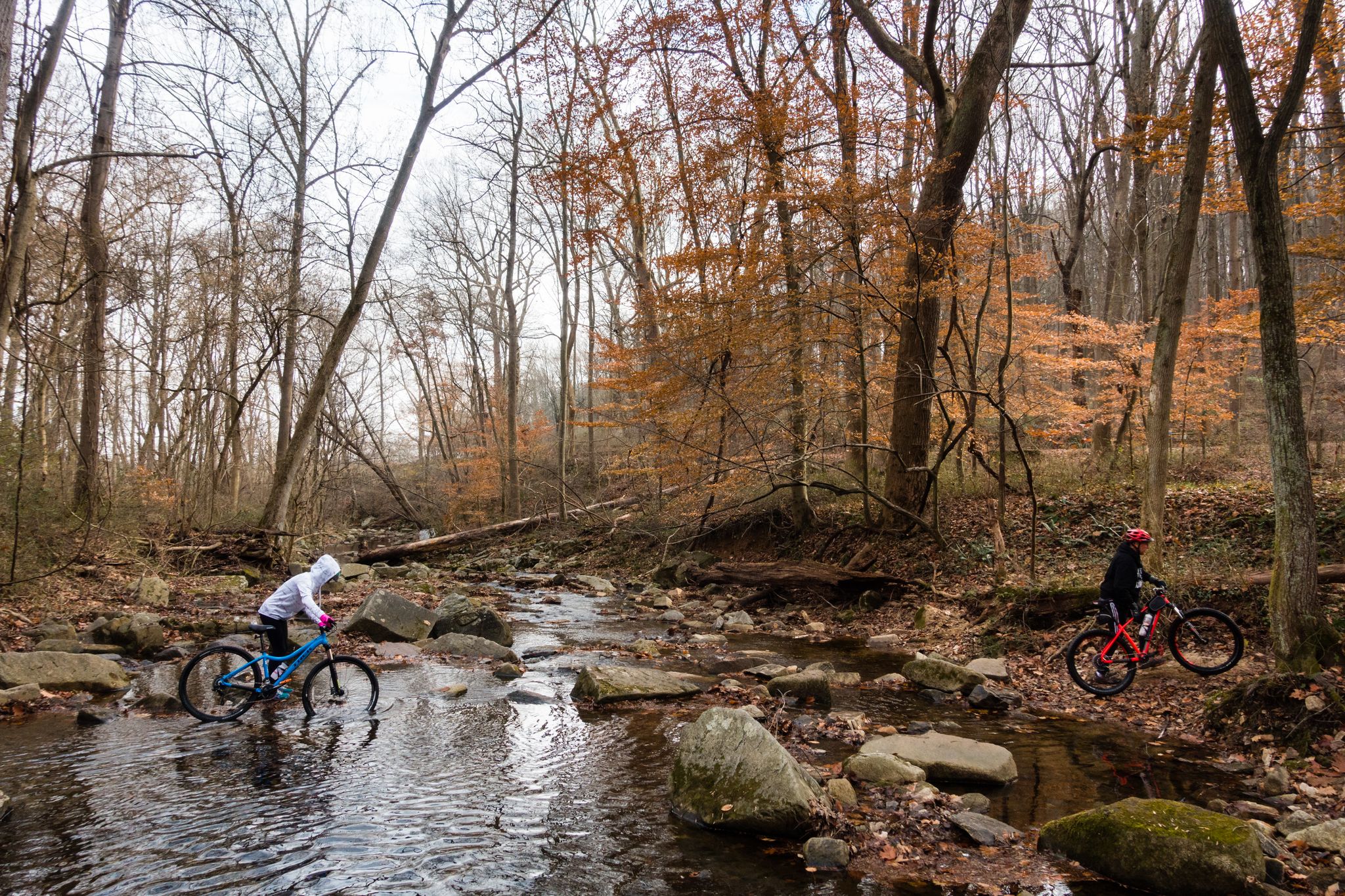 Two mountain bikers navigate a rocky stream in a bare forest. - Susquehanna State Park loop from Susquehanna State Park