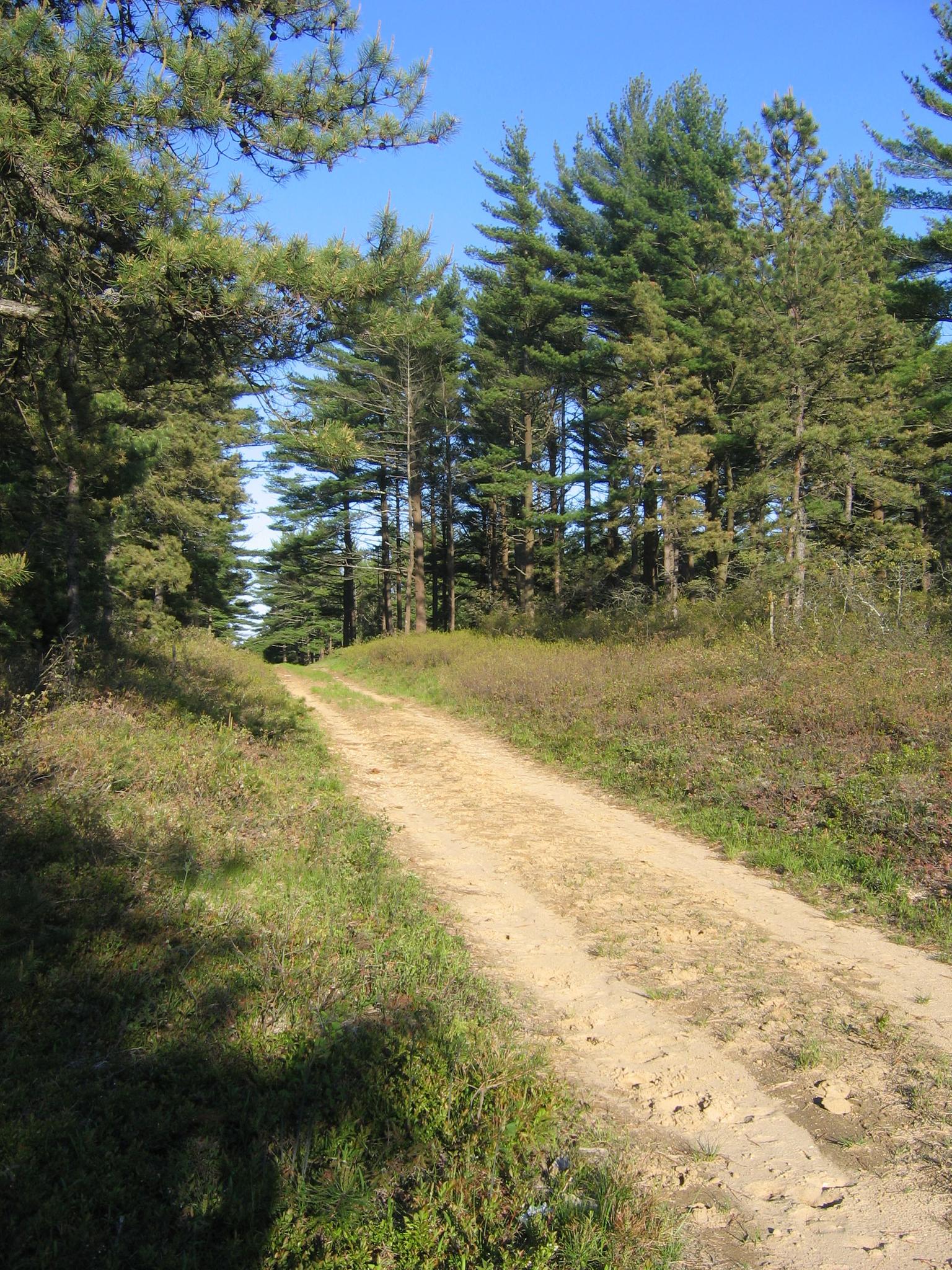 Sunny dirt path through a pine forest, with shadows and clear blue sky.
