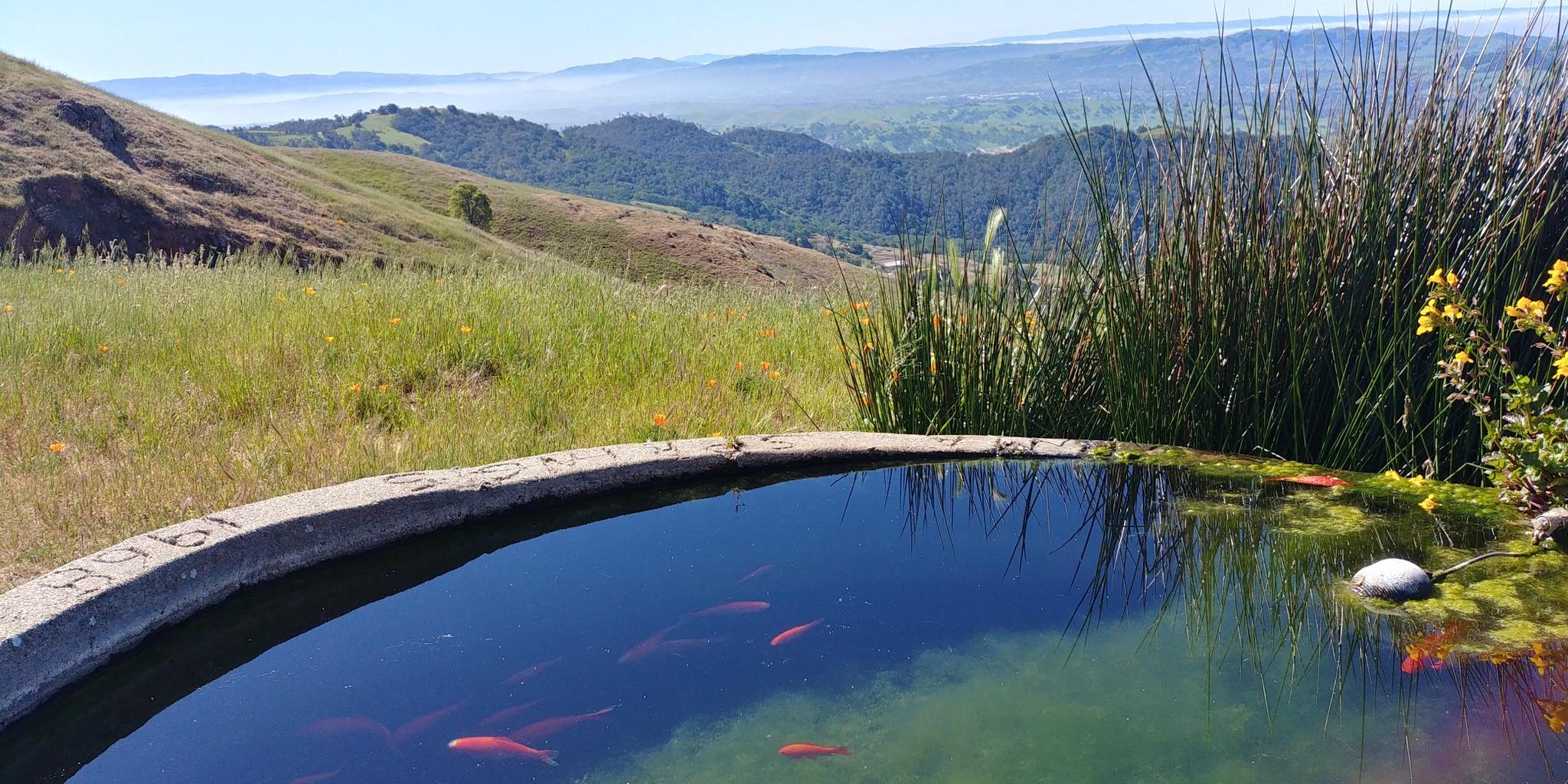 A small pond with red fish overlooks a vast green valley.