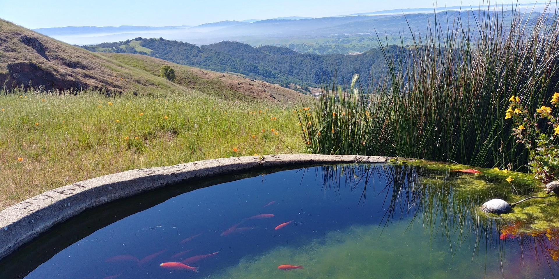 A small pond with red fish overlooks a vast green valley.