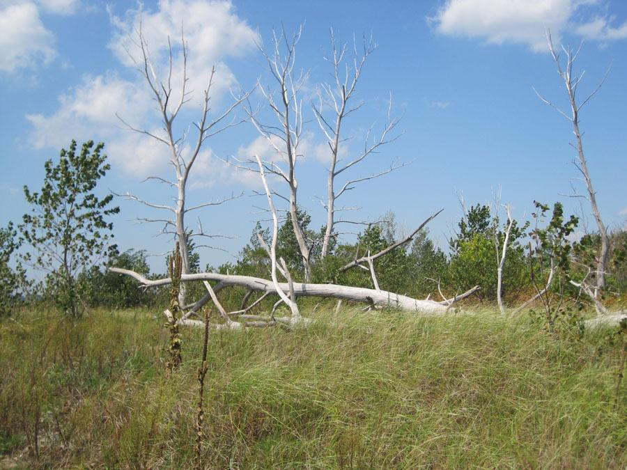 Dead trees and fallen logs in a sunny grassy field under a blue sky.