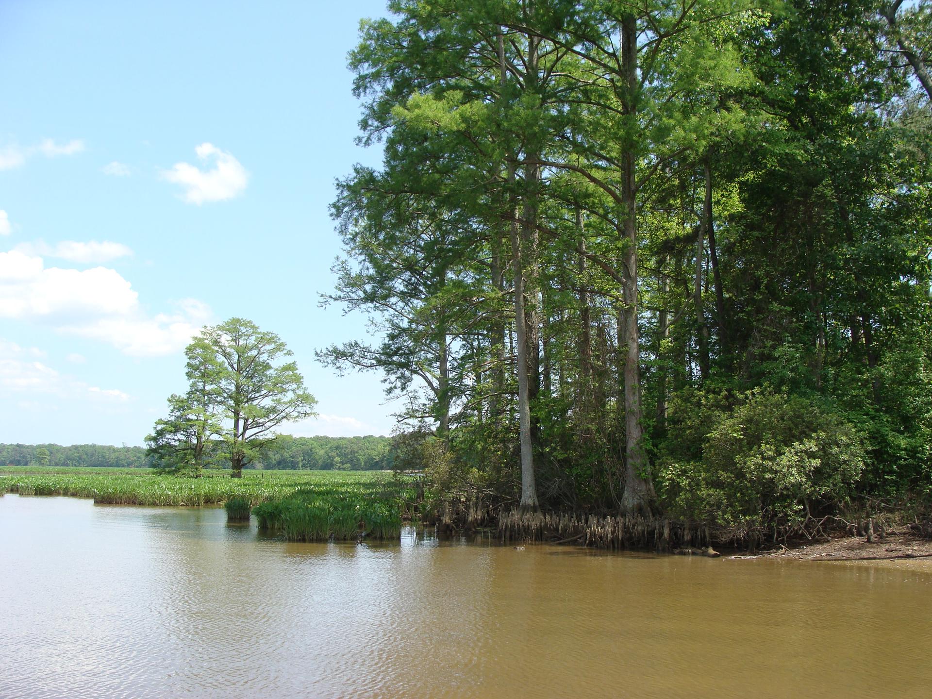 Sunny view of a brown river bordered by tall green trees and marsh plants.