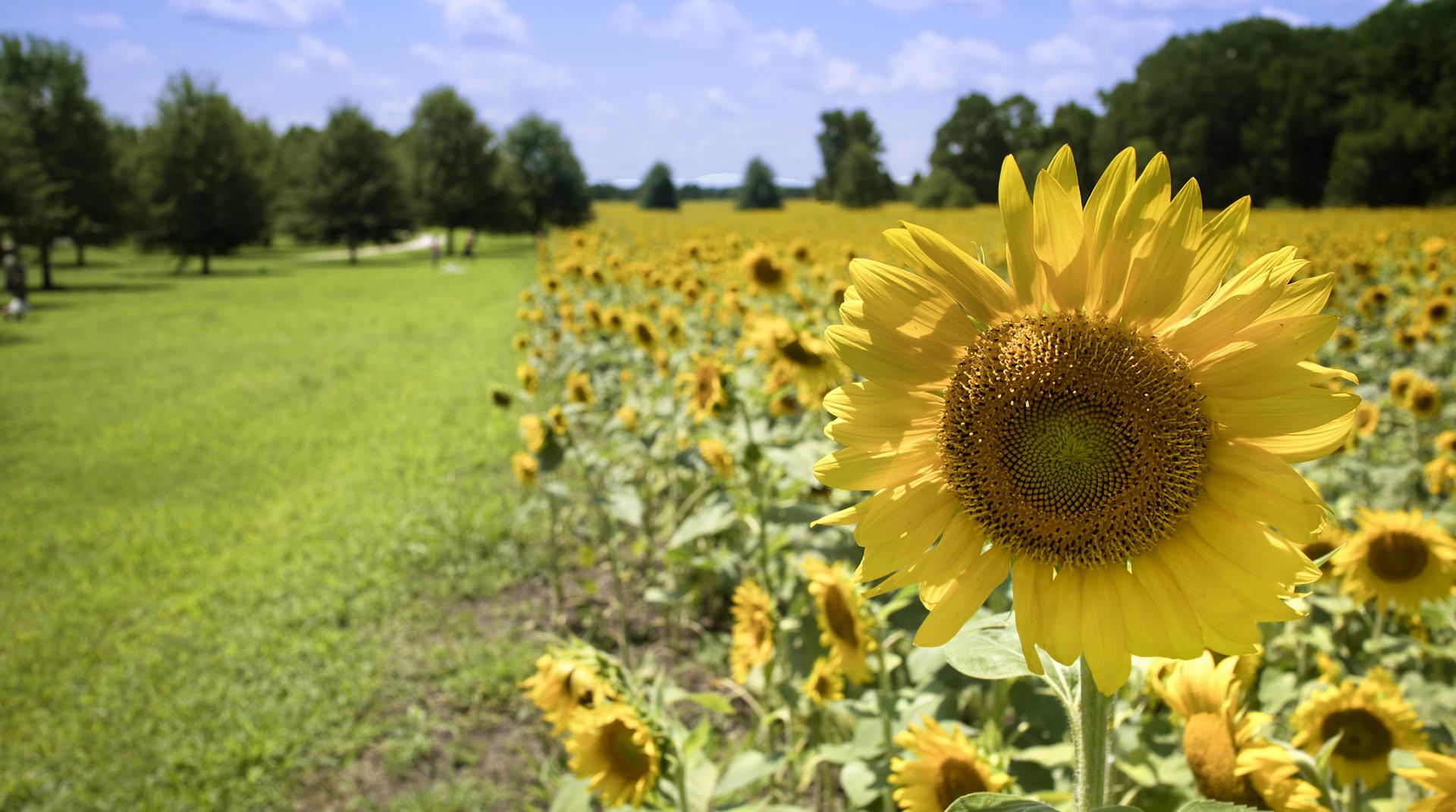 A vibrant sunflower in a sunny field, with more sunflowers and green trees.
