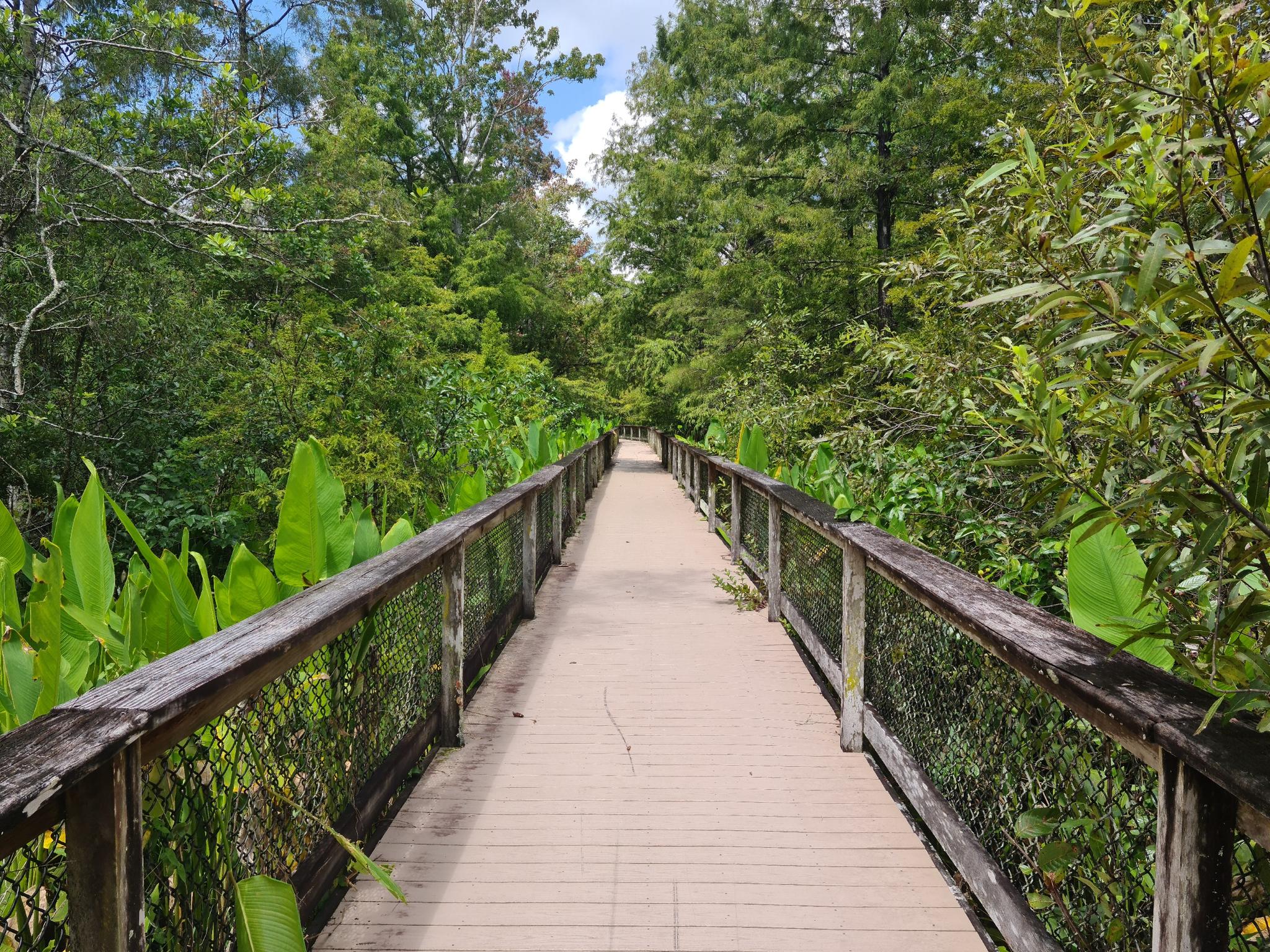 A long wooden boardwalk stretches through a dense, green, sunlit forest.