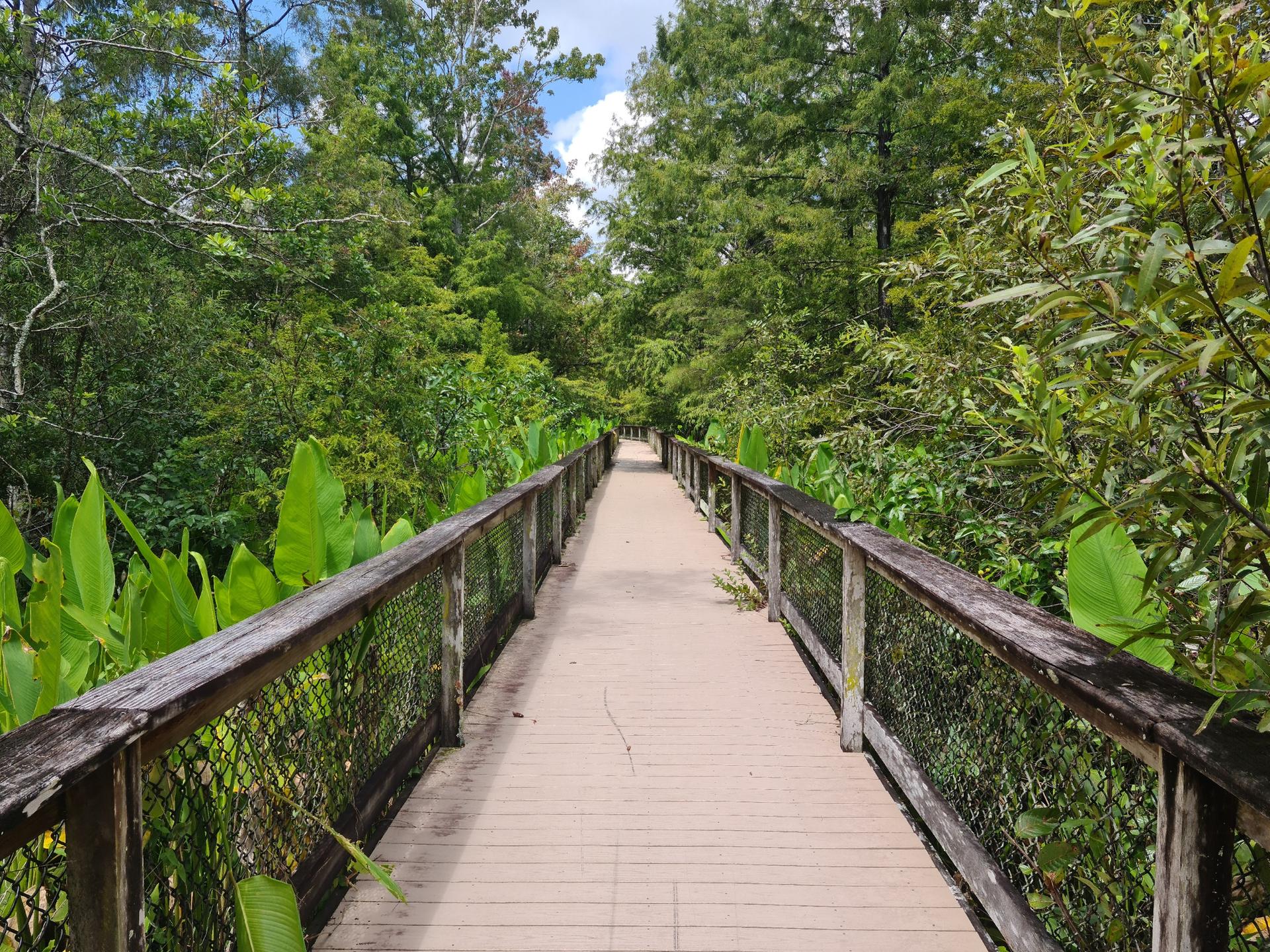 A long wooden boardwalk stretches through a dense, green, sunlit forest.