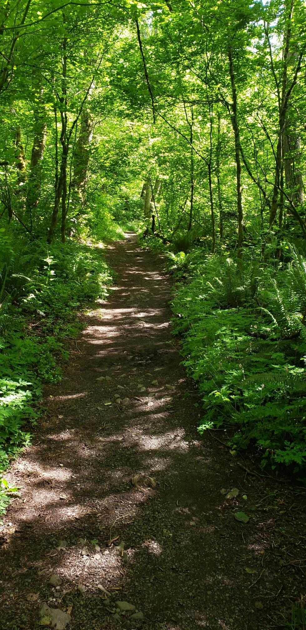 A sun-dappled dirt path winding through a lush green forest.