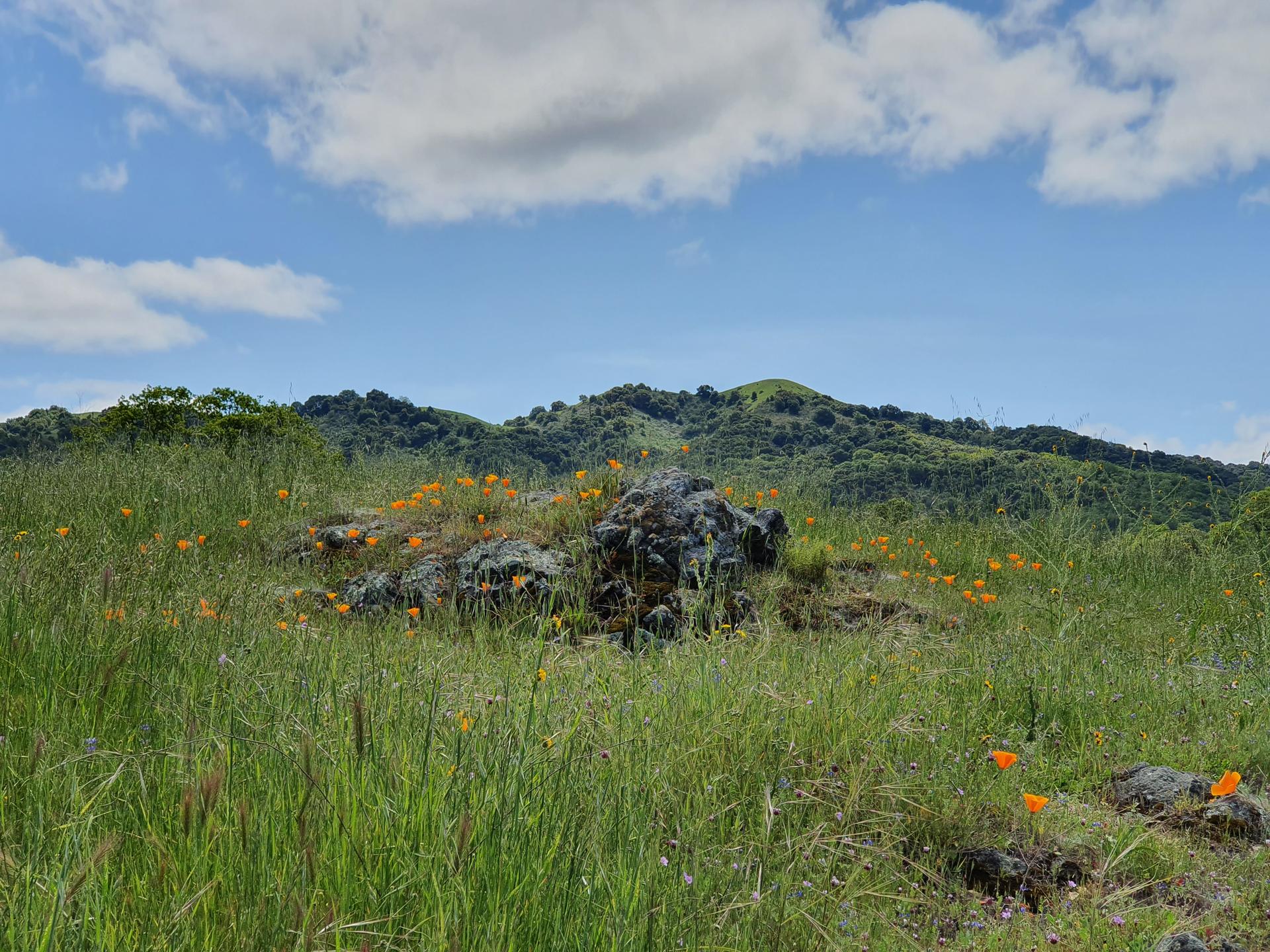 Green hillside with orange wildflowers and rocks under a bright, cloudy sky.