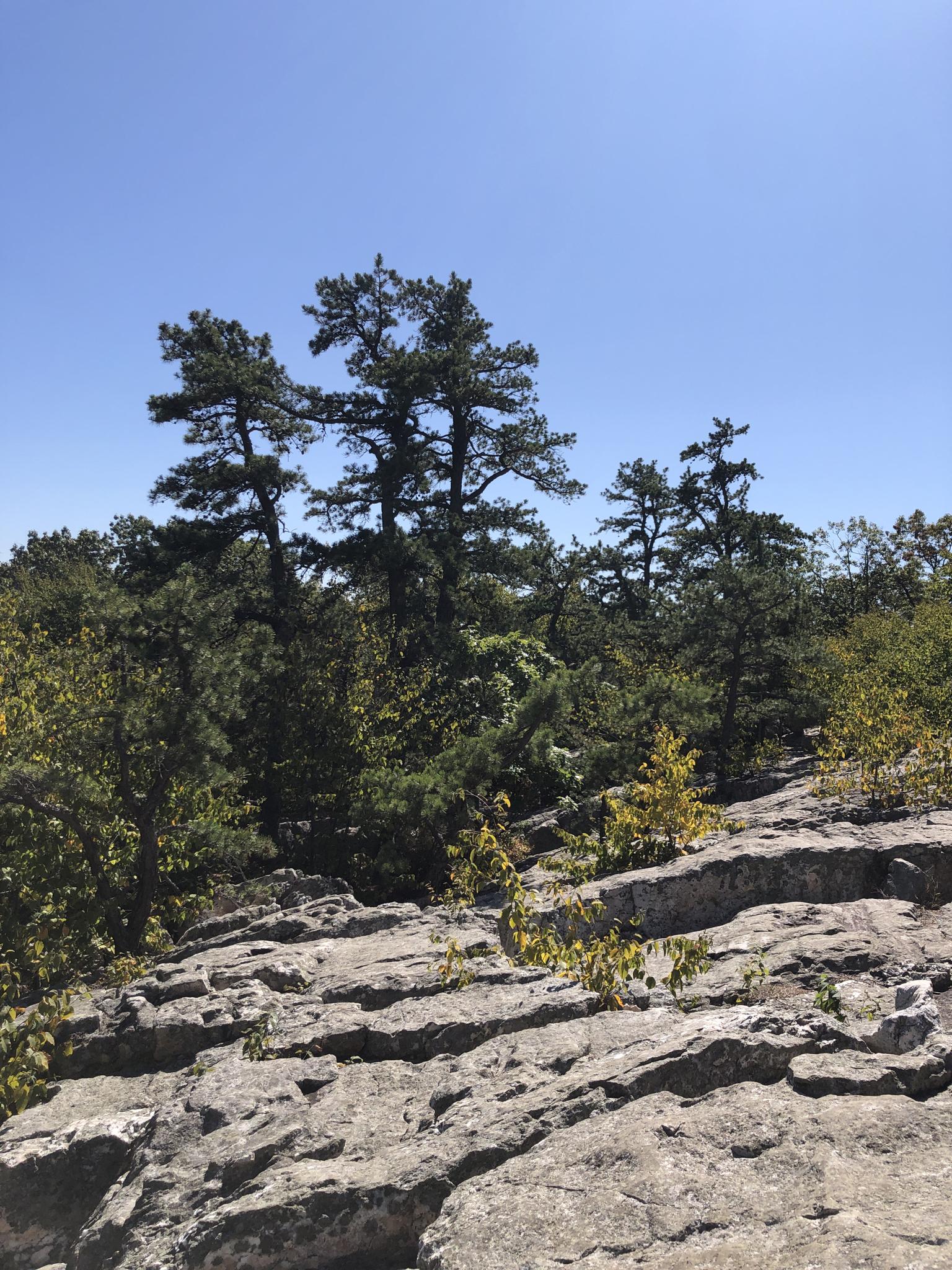 Rocky ground with several tall pine trees against a clear blue sky.