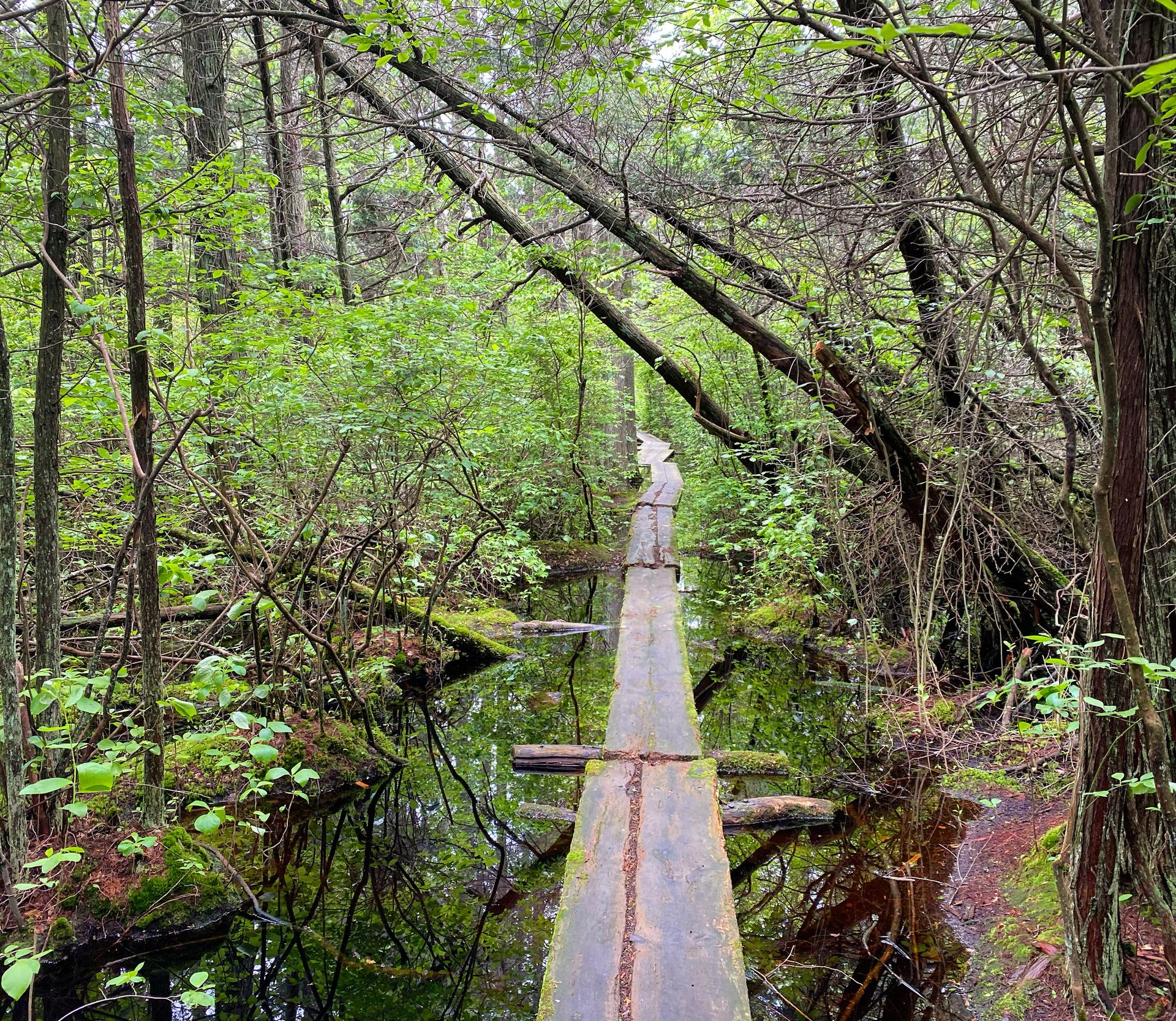 Narrow wooden boardwalk through a lush, green, mossy forest swamp.