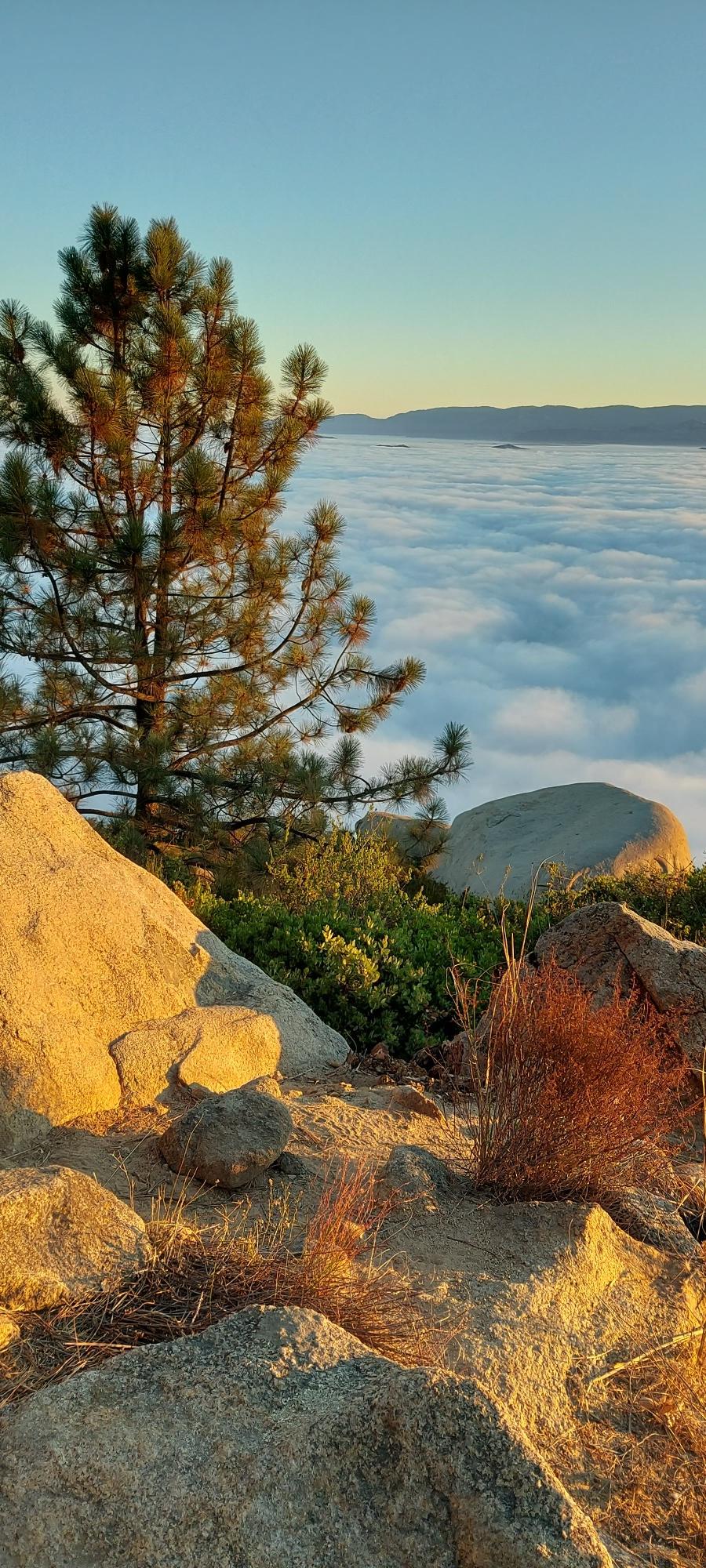 Pine tree and golden rocks overlook a sea of clouds at sunrise.