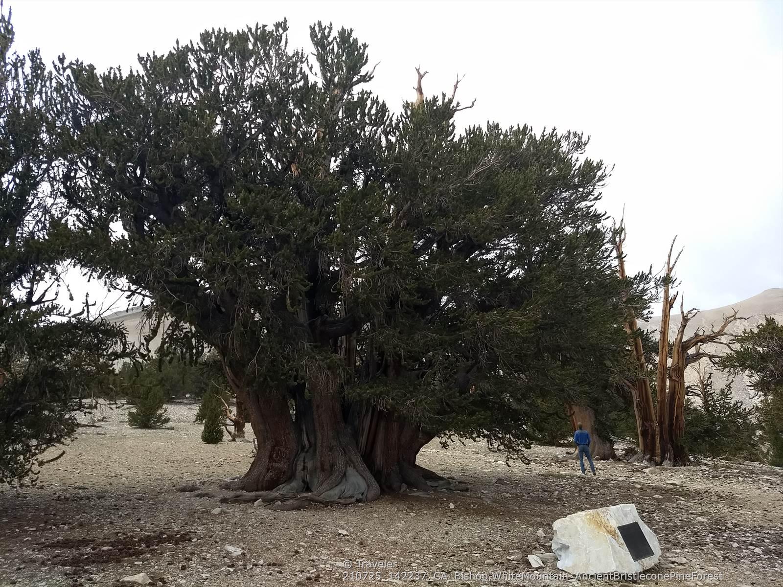 A person stands beside a massive, ancient pine tree on rocky terrain.