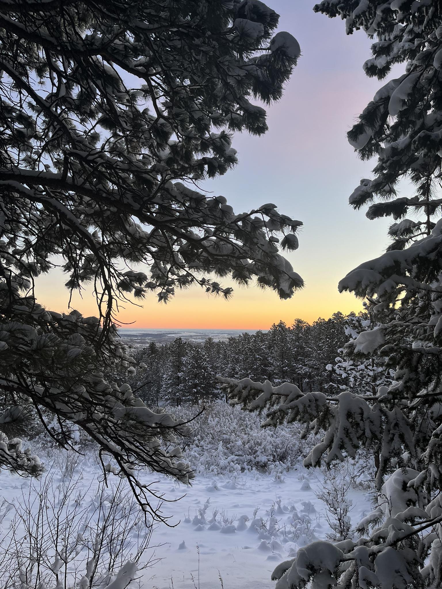 Snow-covered pine trees framing a winter forest landscape at sunset.