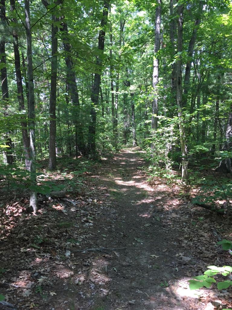 A sun-dappled dirt path winding through a dense green forest.