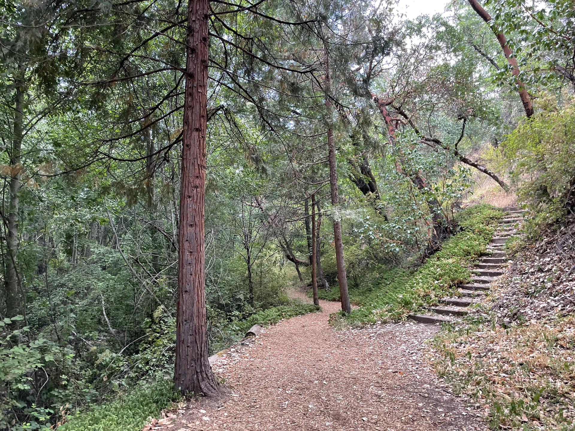 A dirt path in a forest with stone steps leading up a hill.