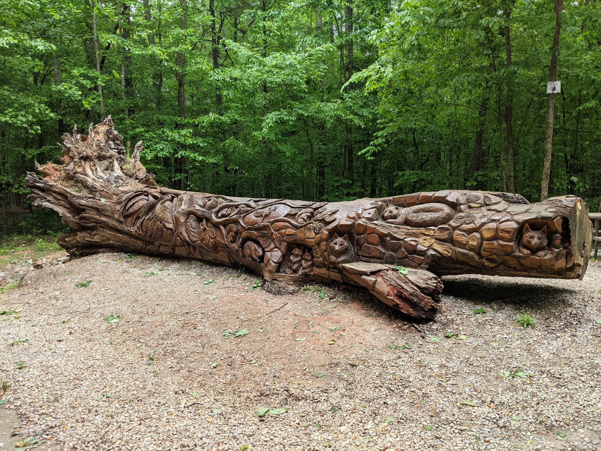 A large, intricately carved log rests on gravel in a green forest. - Sycamore Trail