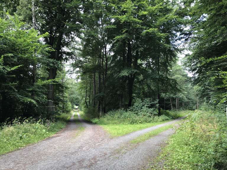 Brookbäke im Hasbruch – Wander- & Radrouten | Komoot