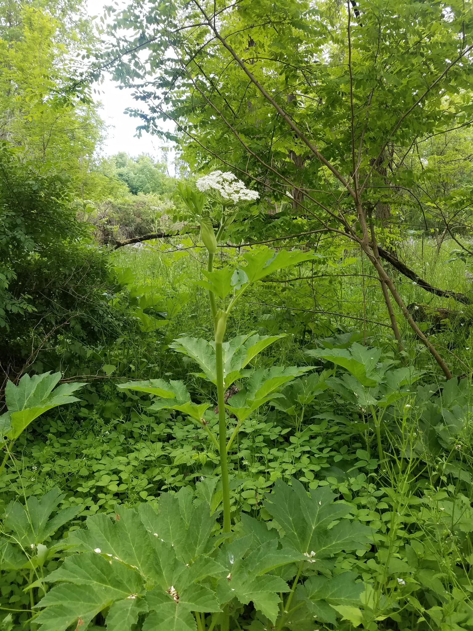 Tall green plant with large leaves and white flowers in a dense forest.
